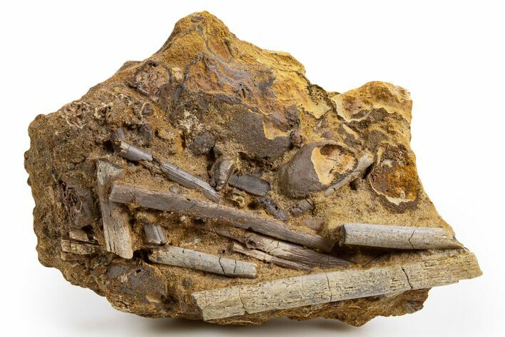 Hadrosaur (Edmontosaurus) Tendons in Sandstone - Wyoming #330968